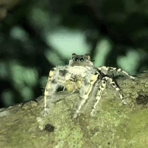 Carolina Jumping Spider (Phidippus carolinensis)