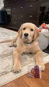 Fluffy Little Wonders #shorts