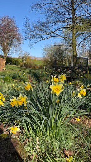 Spring time at the Harmony Hut🐑💛🍃 Book your escape in the links in our bio or direct message us🔗 #shepherdshut #countryside #outdoors #glamping #spring #ukgetaway #lakedistrict #cumbria #lambs | The Harmony Hut