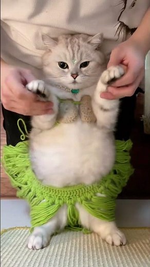 Chatons qui dansent : Trop mignons ! 😻🎶