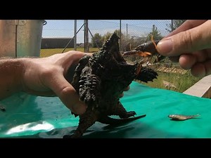 Alligator turtle biting a fish and a live crab !! 😨🐢