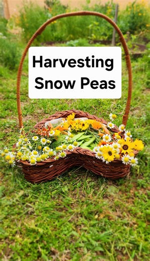 Harvesting Snow Peas Snow peas are a type of edible-pod pea known for their flat shape, crisp texture, and mild, slightly sweet flavor. They are commonly used in stir-fries, salads, and fresh vegetable dishes. #gardening #harvest #vegetables #vegetablegarden | Chai Long