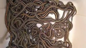 Yikes! Snakes rescued from a home near Regina slither for Salthaven West Wildlife Rehabilitation Centre's camera. Watch video of them here: | CBC News