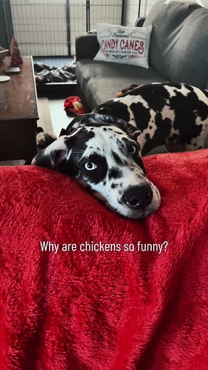 Rocco the Great Dane Jokes and Humor