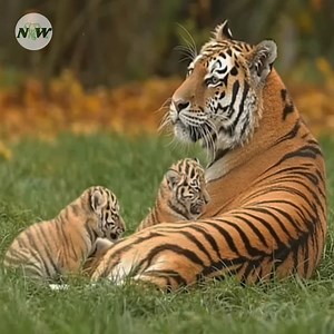 23K views · 2K reactions | Adorable amur tiger cubs share playful moments with their mom at a uk zoo—[Full story in 헰헼헺헺헲헻혁] | Adorable Things | Facebook