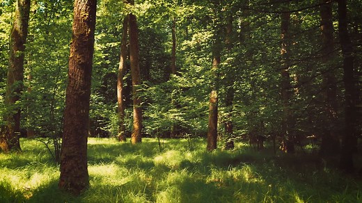 Forest, Green Grass, Nature. Free Stock Video
