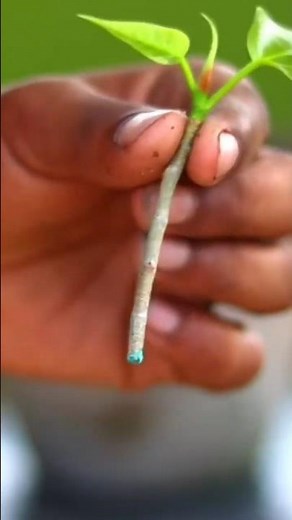 How to Make Bonsai From Branch Cutting at Home