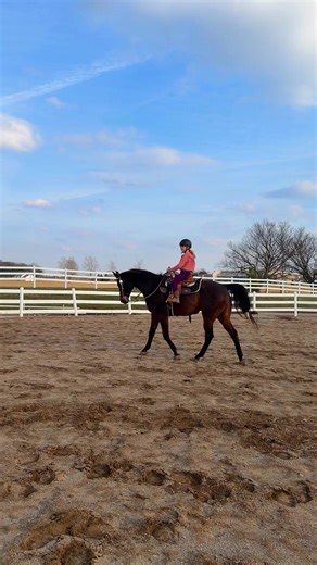 2026 Norma Agnew memorial horse show #horseshow#arabianhorse#horsegirl #westernpleasure #horsegirlvibes