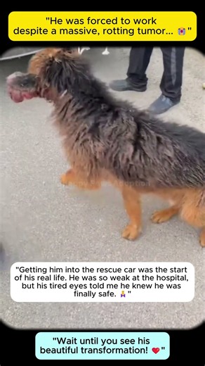 I Rescued a Dog Suffering in Silence The Most Heartbreaking Transformation 🥺✨ #rescue #adoptstrays