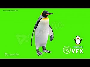 Walking Penguin Green Screen Background Free Chroma Key