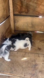 4.1K views · 54 reactions | My Lhasa puppies  fully independent | Travel and Lifestyle | Facebook