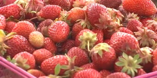 Oregon’s berry season could be impacted by upcoming heat