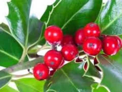 December Birth Flowers