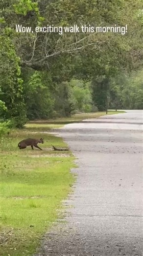 Exciting Morning Walk at Gulf State Park