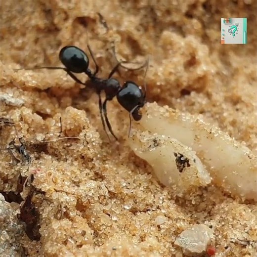 How Ants Carry Food Without Dropping It