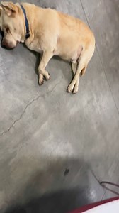 4.1K views · 57 reactions | Unlike Nitro, we are bumping the chip with excitement for the SpeedeeMart #14 to be back in action at the Super Late Model Racing (SLMR) Series race at Eagle Raceway this Sunday. And oh yeah, did I forget to mention that there will be Sprint Cars in the house! Hot laps at 6. See you all there! | Kyle Berck Motorsports | Facebook