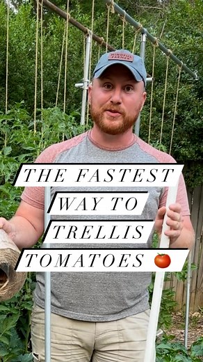 34K views · 1.1K reactions | I have found this method of trellising...