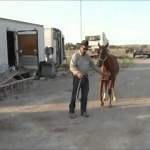 CHOC : Un homme tue un cheval en direct pour protester contre les défenseurs des animaux
