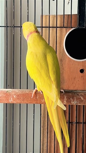 My fluffy indian ringneck parrot talking 😘