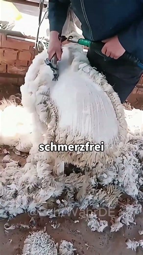 Die Wahrheit über das Schafe-Scheren! 🐑✂️