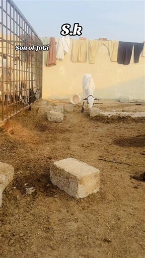 Understanding Breeding Setup for Cattle Farms