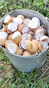 Save your eggshells! Here are 15 genius ways to use them (especially in the garden) >>> | Beautiful Home & Garden Ideas