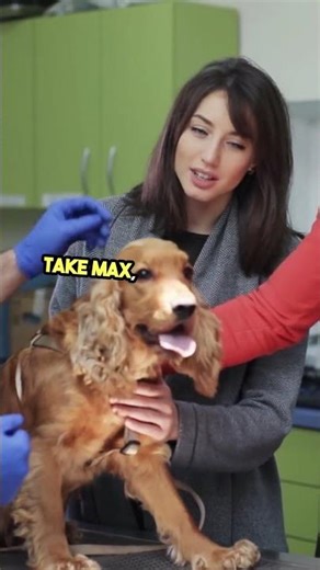 Hero Dogs – How They Save Lives? #HeroDogs