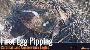 First egg at the Cardinal Land Conservancy Eagles Nest will be hatching soon! ❤ Watch Live: https://hdontap.com/stream/114839/cardinal-land-conservancy-eagles-live-webcam/ #Eagles #eaglesnest #pipping #livestreaming #wildlife | HDOnTap