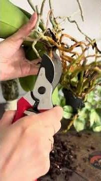 Kleine Pilze in der Orchidee – kein Grund zur Panik🪴🌱