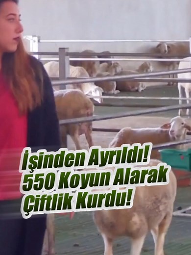 1.1M views · 10K reactions | 550 koyunluk kendi çiftliği kurdu | Endakika | Facebook