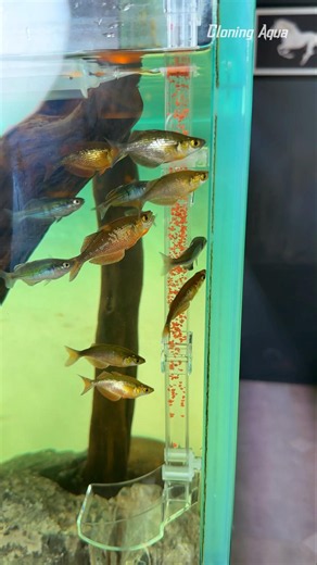 அட இது தெரியாம போச்சே 😍 #cloningaqua #fish #aquarium #aquariumfishmarket