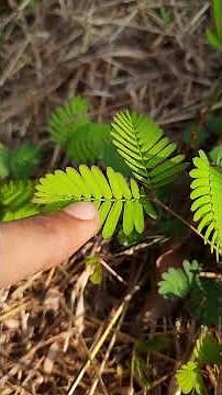 Chui Mui Plant - The Amazing Touch Me Not Plant! | Fun Plant Facts #factmyth