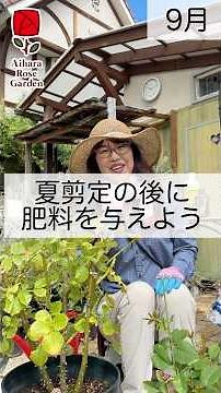 Fertilize after summer pruning. #AiharaRoseGarden #RoseGrowing #RoseGarden #SummerPruning