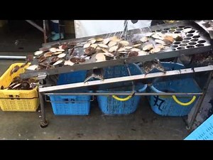 ホタテ貝選別機