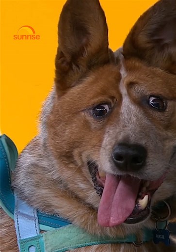 Australia’s most loved dog, Basil, visited Brekky Central today with his new owner Jasmine and Animal Welfare League March is National Pet Adoption month in Australia and Basil is showing us how important it is to consider adopting when you’re looking for a pet. Have you ever adopted a pet? 👇 ☀️Catch Sunrise LIVE from 0530am l Catch up on @7plus #basil #adopt #dog #sunrise