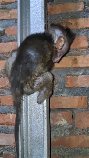 baby monkey alone #poorbabymonkey #babymonkey | baby monpai