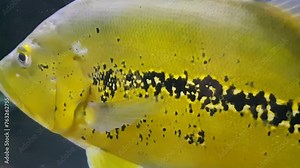 Beautiful Orinoco Peacock bass or Cichla Ocellaris, butterfly peacock bass is a very large species of cichlid from South America