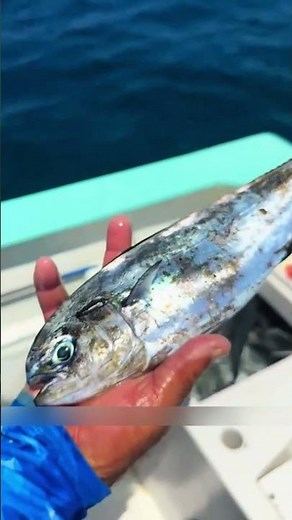 The Most Terrifying Ocean Attack – Sharks vs Bluefin Tuna!