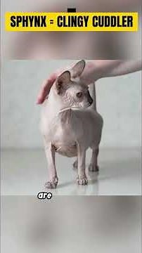 5 Cat Breeds That Love You Like Dogs 😳🐱