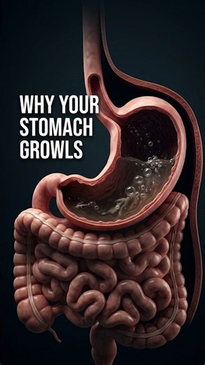 Why Does Your Stomach Growl When You're Not Hungry