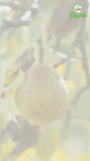Pears are nature’s masterpiece. Eat it, share it, savour it straight from the heart of the farm. . . . #USAPears #USAPearIndia #Pears #Fruit #Nutrition #PearsMasterpiece #NatureInspired #FarmFreshEats #SavorTheFlavor #FruitfulHarvest | USA Pears - India