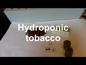 How to grow hydroponic tobacco, golden virginia seeds, summer season growing Part 1.