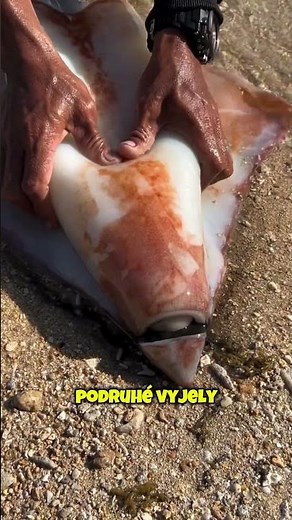 Viděli jste to někdy? 😳