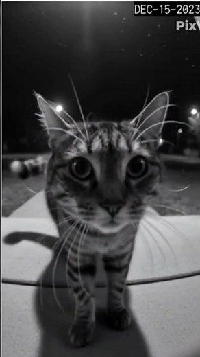 When Your Cat Gives You the Middle Finger! 😂 #FunnyCat