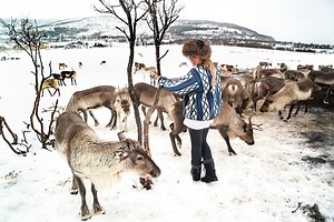 1.5K views · 123 reactions | Aw wow, what an experience!! ❤️ If you travel to Norway this Christmas, make sure you pop into the Tromso Arctic Reindeer Experience to meet their 300 incredible, fluffy Reindeers!!  You will leave with a smile from ear to ear!  #KingingIt #Tromso #Norway #Christmas | Kinging-It | Facebook