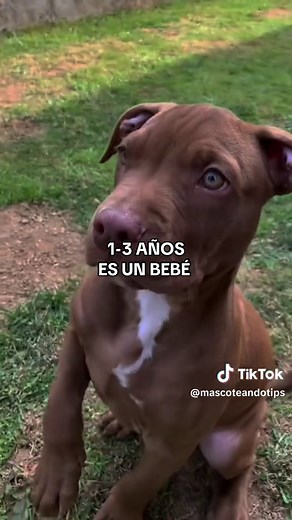 ¿Cómo calcular los años de un perro? Guía simple