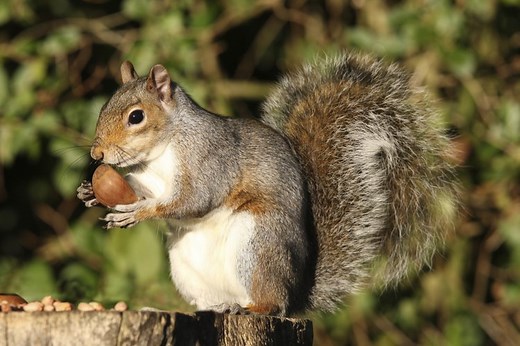 How to Tell the Age of a Baby Squirrel Using Pictures