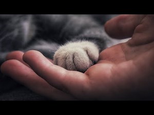 The Ancient Origins of Cats: 30 Million Years in the Making