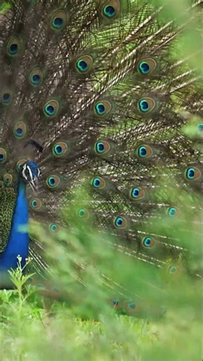 A Peafowl Rattling Massive train feathers #bbcearth #peacock