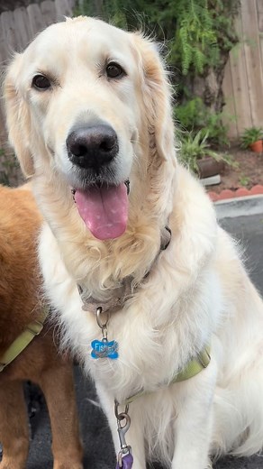 Pup Adventures by Suzanne on Reels